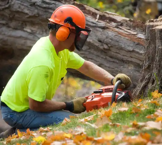 tree services Schuylerville